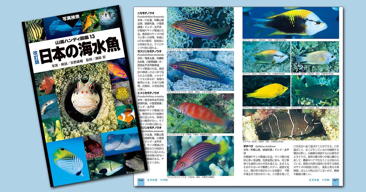 人気の海水魚図鑑 山溪ハンディ図鑑 日本の海水魚 改訂版が発売 最新の分類体系に準拠し 学名を大幅に改訂