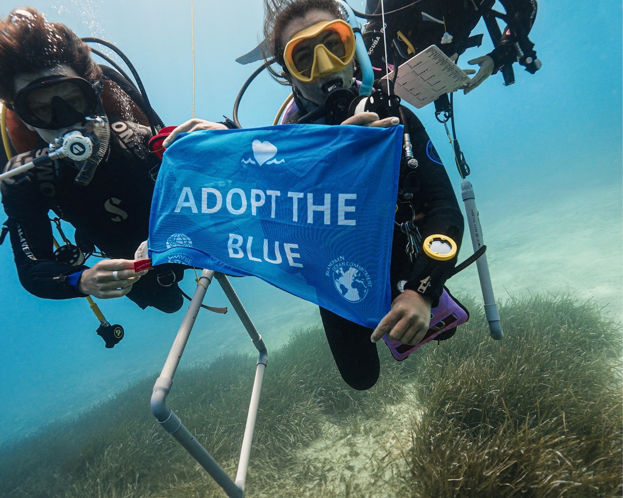 divers with an adopt the blue flag underwater