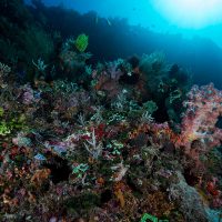 reef in timor leste