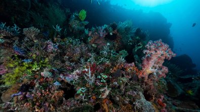 reef in timor leste