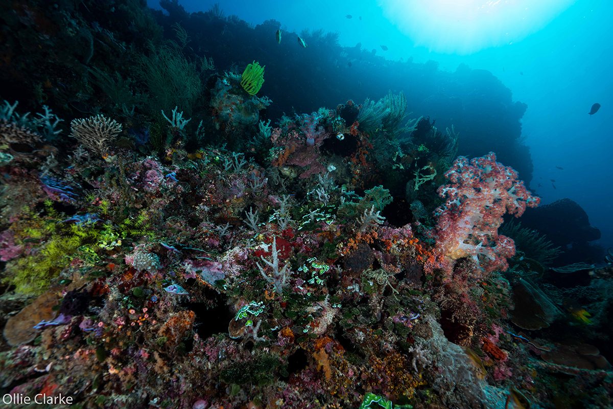 Timor-Leste_coral