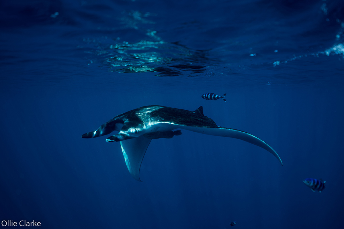 Timor-Leste_manta ray