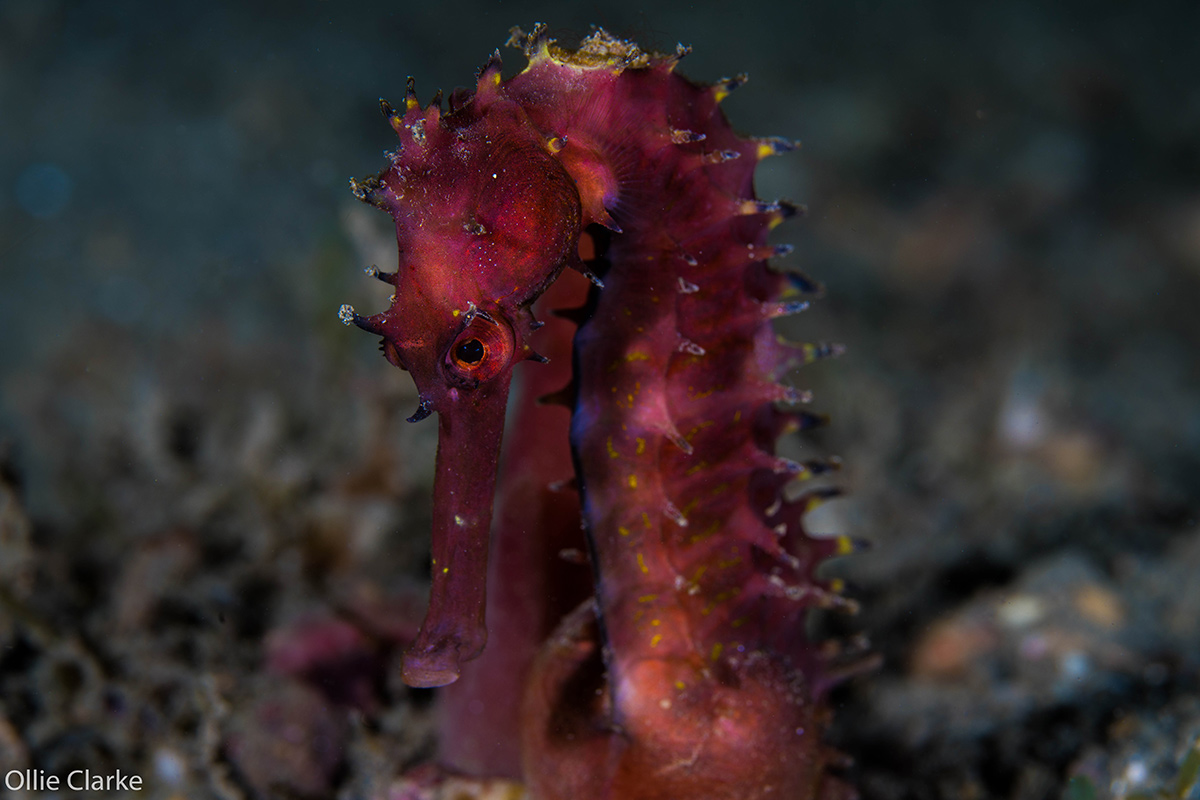 Timor-Leste_seahorse