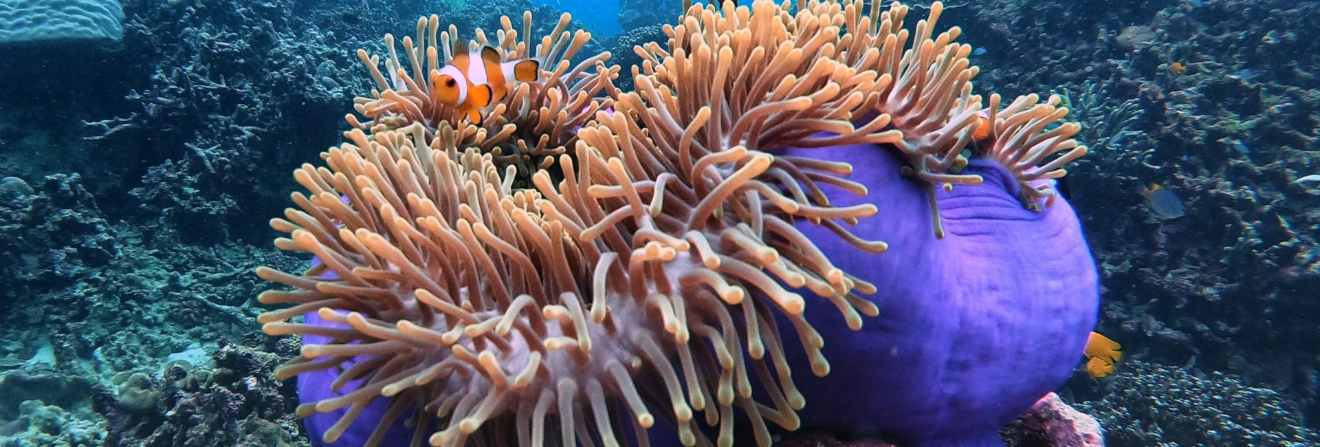 Lights, Camera, Action — diving famous destinations