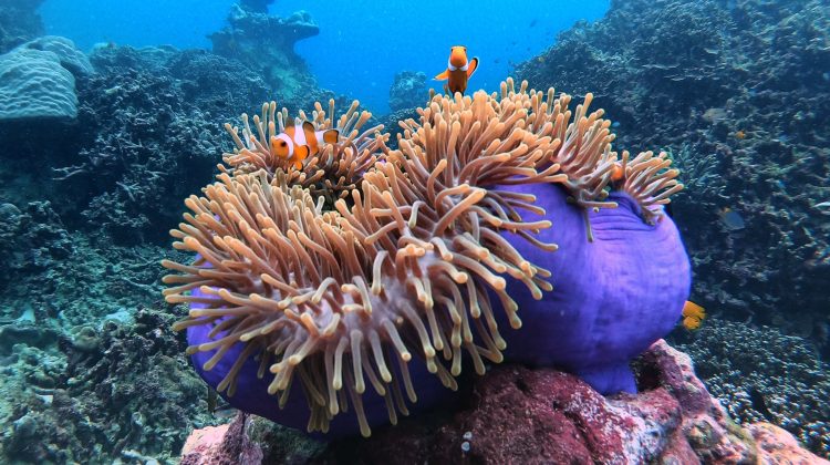 Nemo