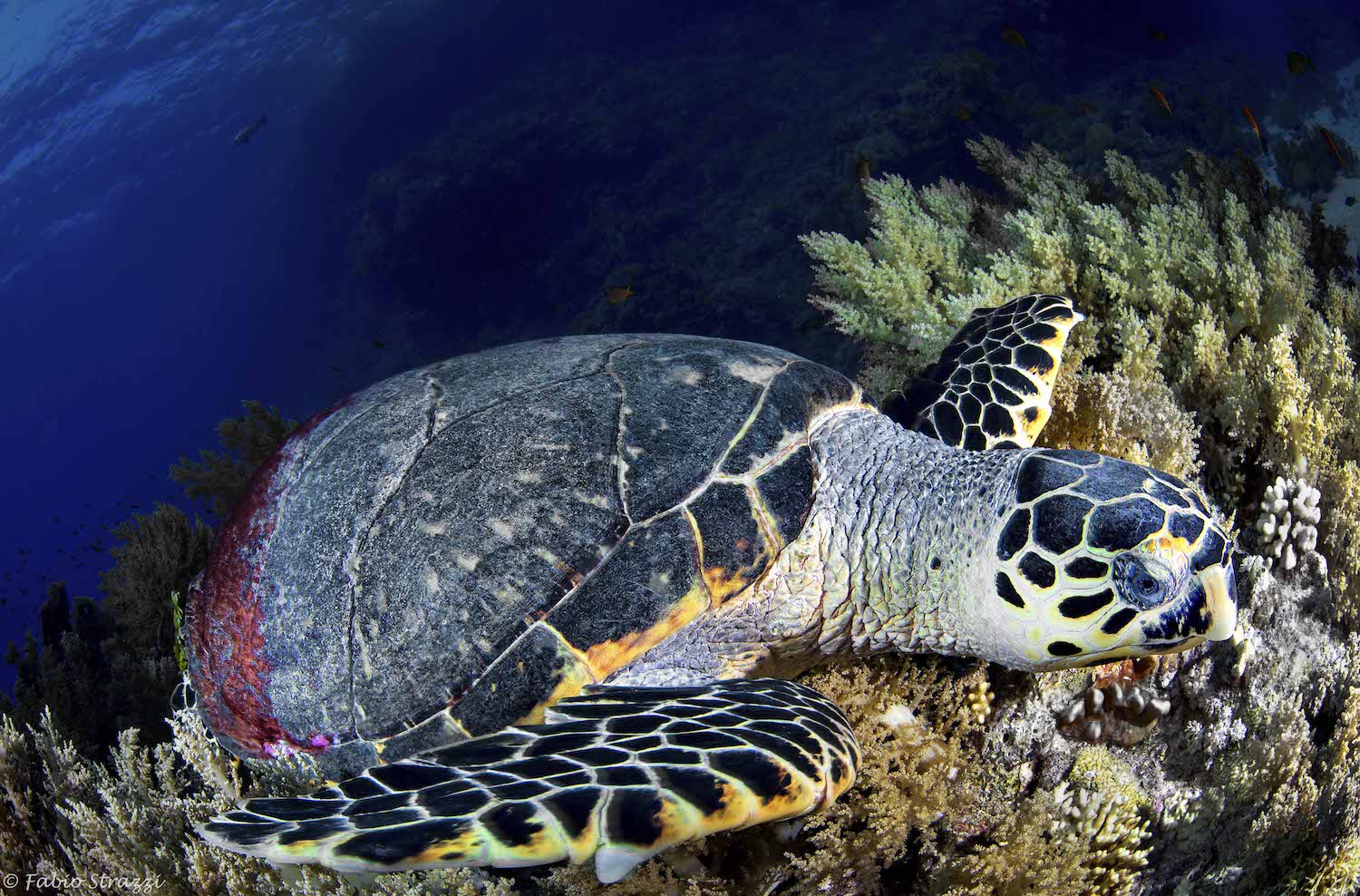 turtle fabio strazzi underwater photographer
