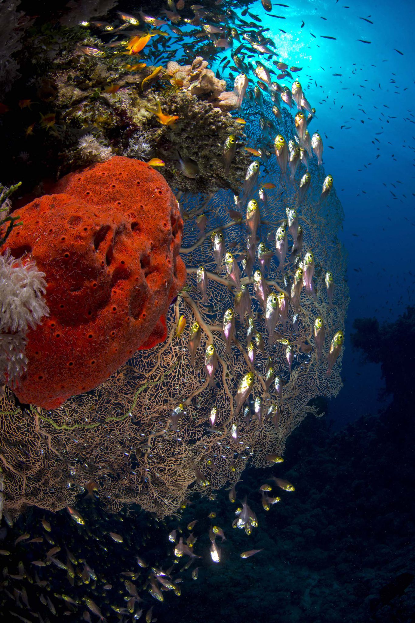 fabio strazzi underwater photographer