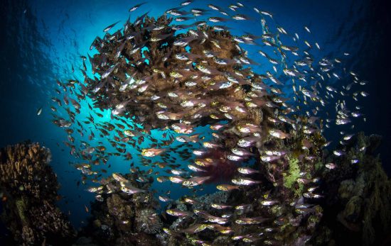 fabio strazzi underwater photographer