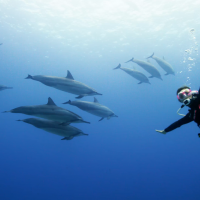 scuba diving in hawaii