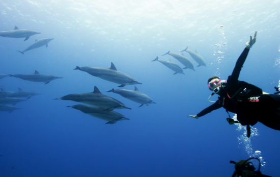 scuba diving in hawaii