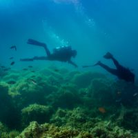 catalina island dive warriors