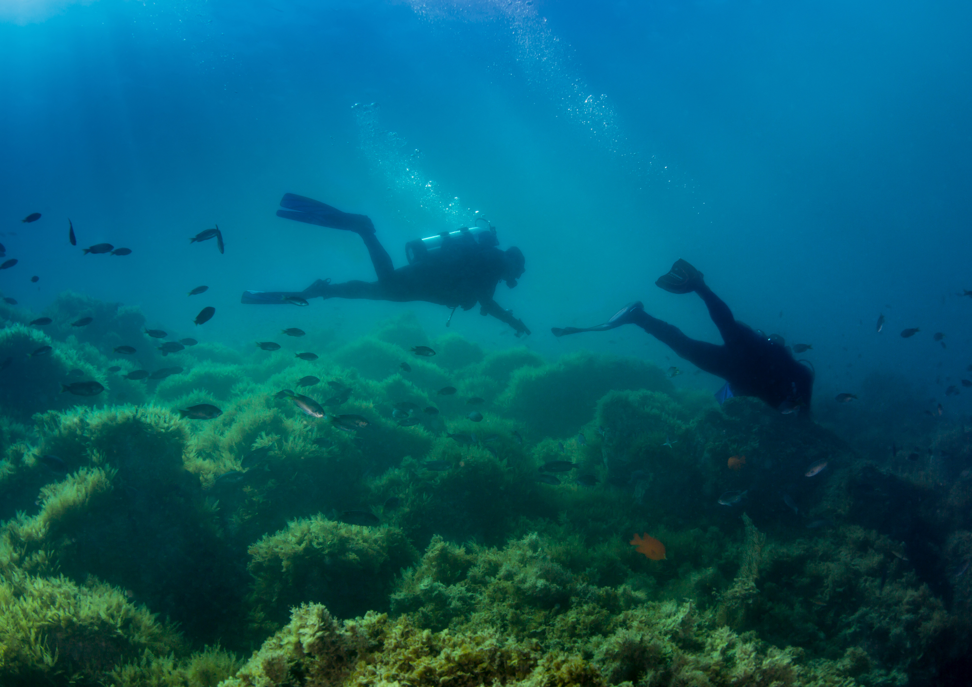 catalina island dive warriors