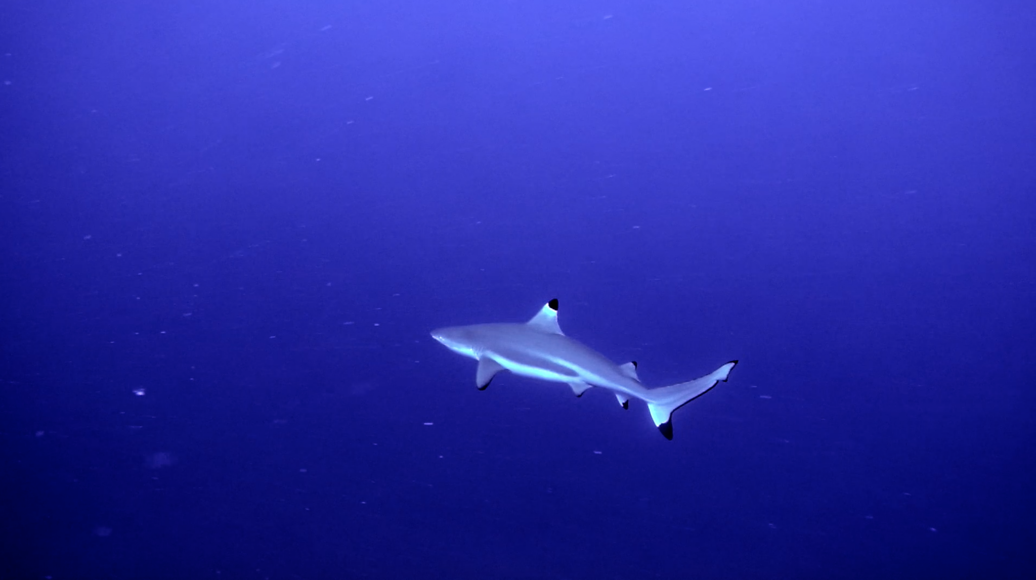 Shark- Reef Shark- Fiji