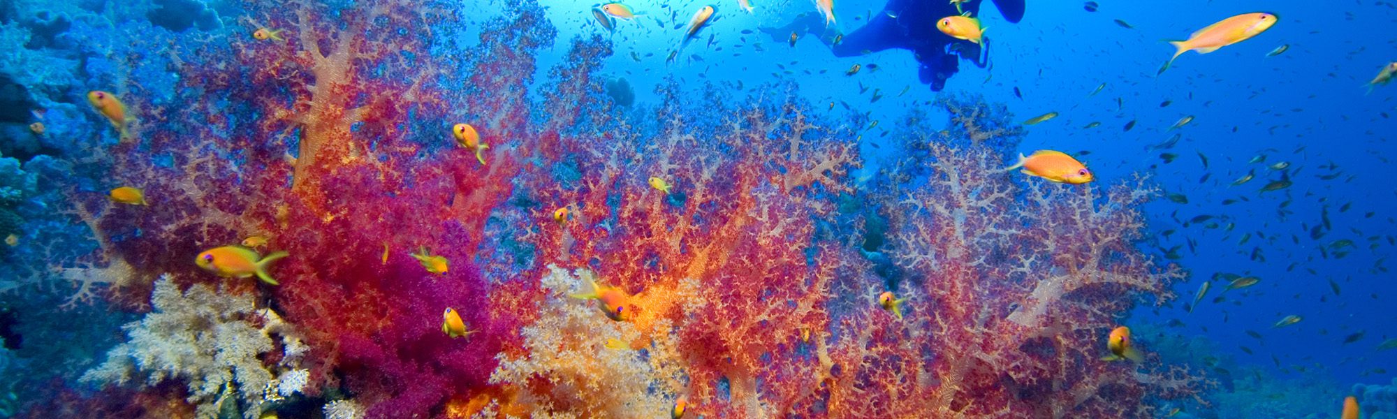 6 Motivos para Fazer seu Curso Advanced Open Water Diver
