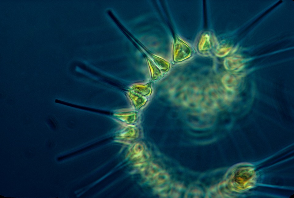 A microscopic view of a phytoplankton or microalgae chain, one of the smallest but most abundant and important marine flora