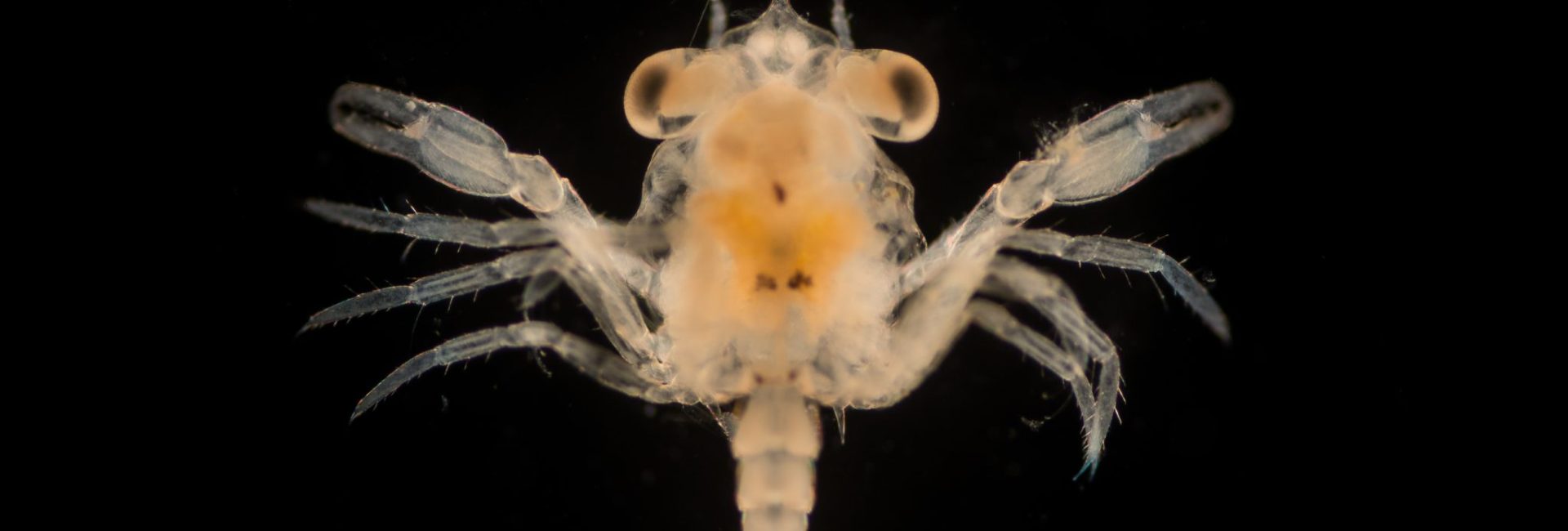 Plankton: The Ghosts of the Ocean