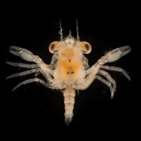 Plankton Crab Larvae