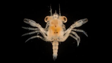 Plankton Crab Larvae