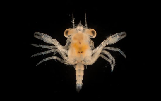 Plankton Crab Larvae - Shutterstock