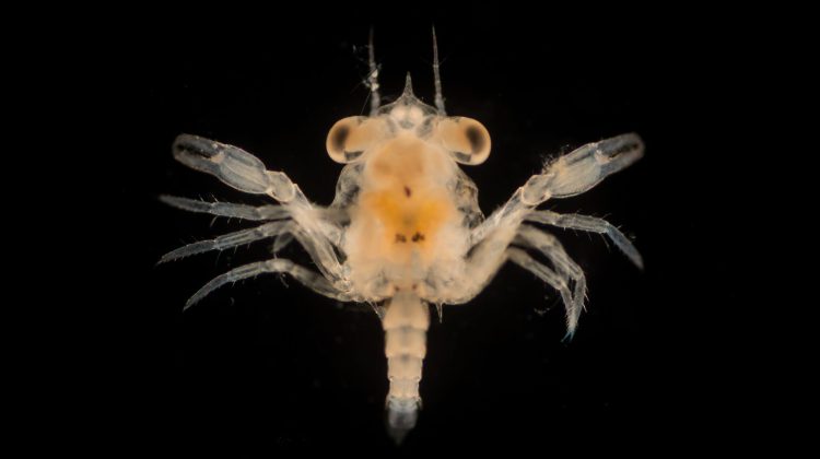 Plankton Crab Larvae