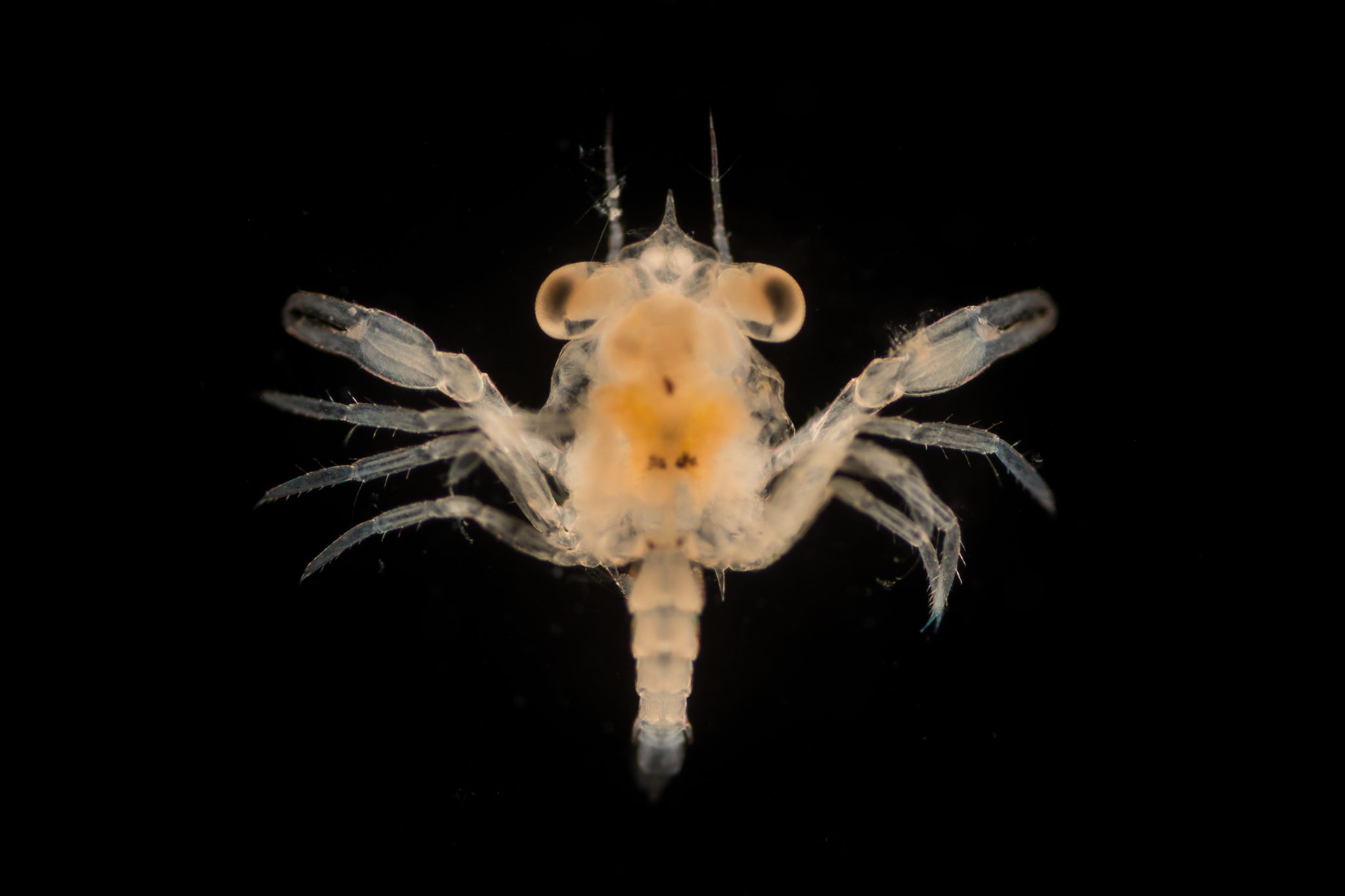 Plankton Crab Larvae - Shutterstock