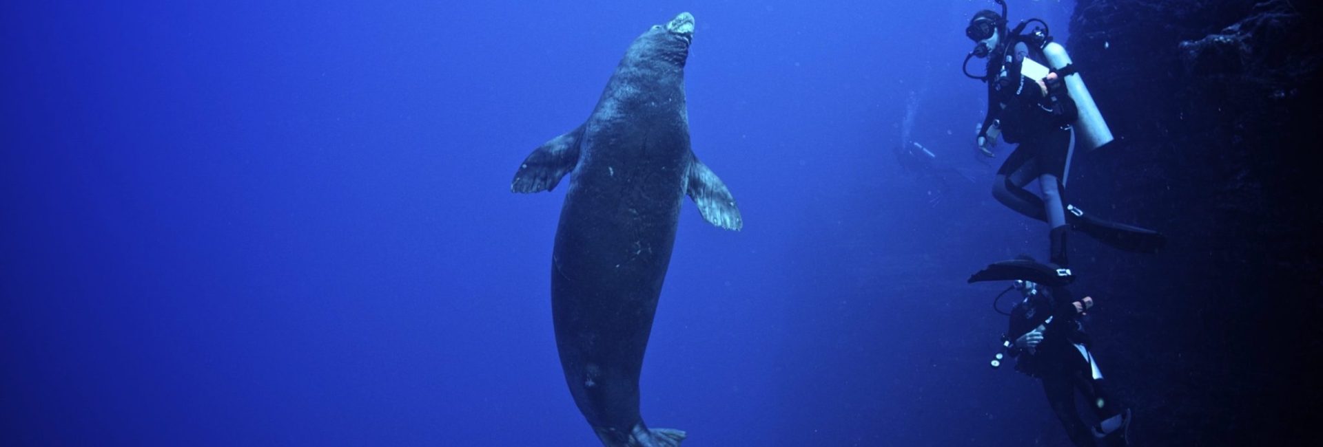 Unique Marine Life You Can Only See in Hawai’i