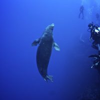 hawaiian monk seal