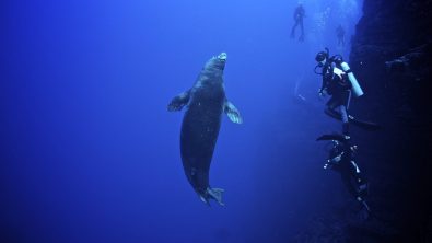 hawaiian monk seal