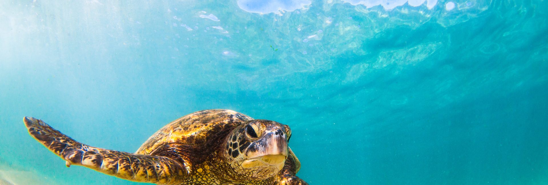 Animaux marins 101 : Plongée dans des questions fréquentes
