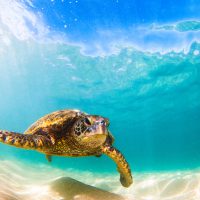Hawaiian marine life includes the world’s rarest seal, green lionfish, and many types of coral that you can’t see anywhere else.