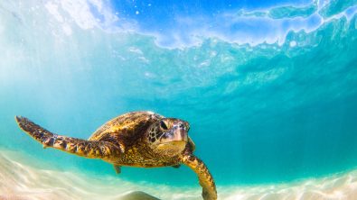 Hawaiian marine life includes the world’s rarest seal, green lionfish, and many types of coral that you can’t see anywhere else.