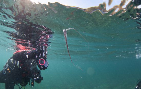 大瀬崎に貴重な深海生物が続々登場！