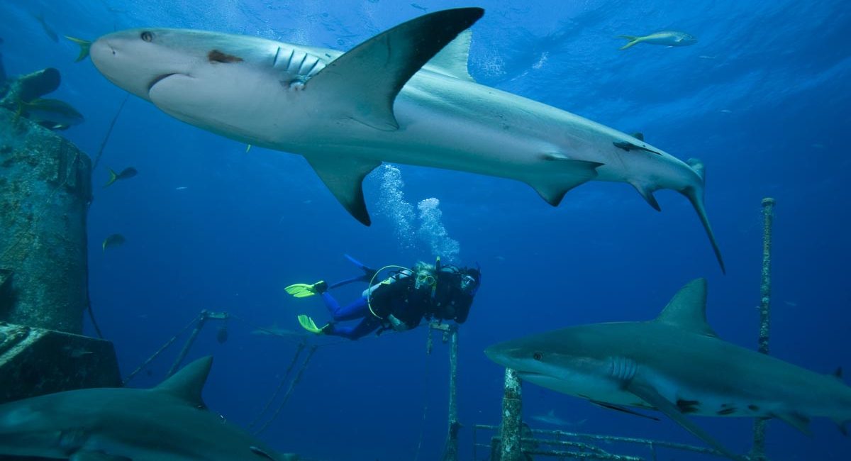 Shark Diving 101
