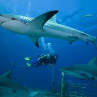 Sharks | Shark Diving in the Bahamas