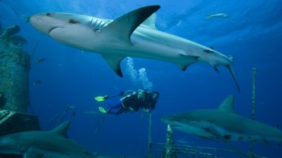 Sharks | Shark Diving in the Bahamas