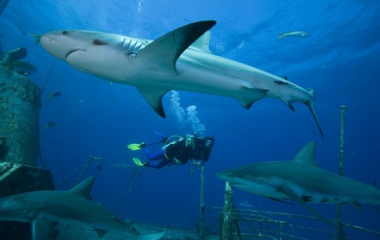 Sharks | Shark Diving in the Bahamas