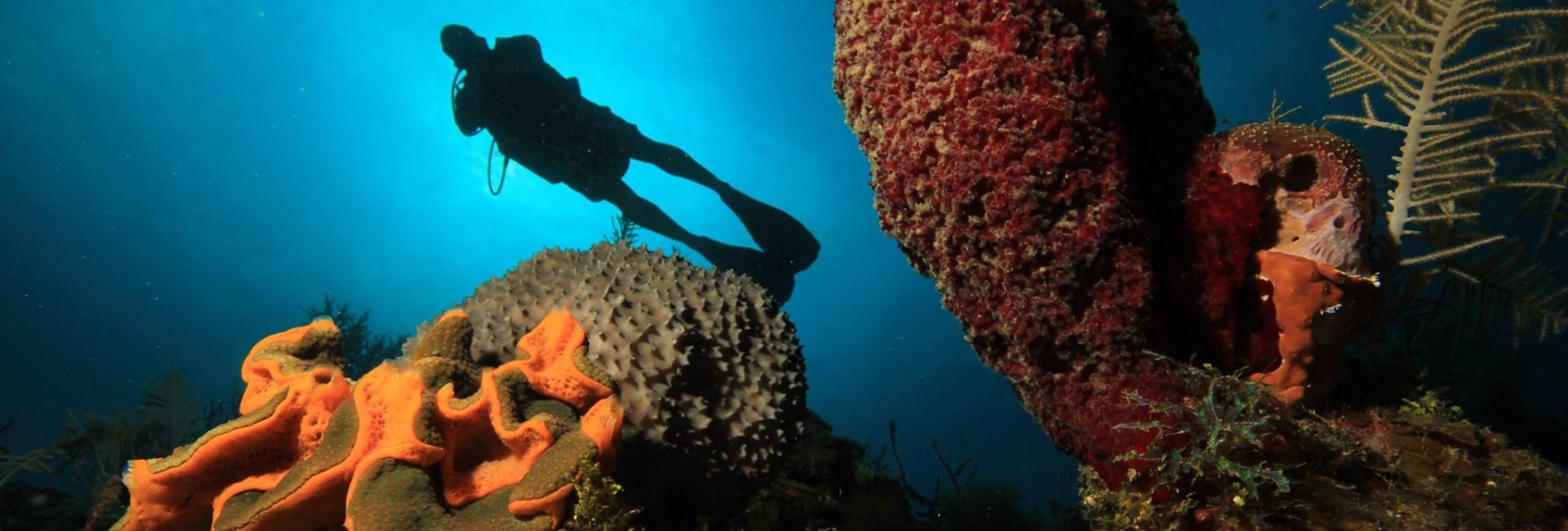 Mission Blue Hope Spot: Guanahacabibes, Cuba