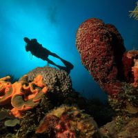 Maria la Gorda Cuba Hope Spot