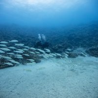 Diving on a Budget in Hawaii
