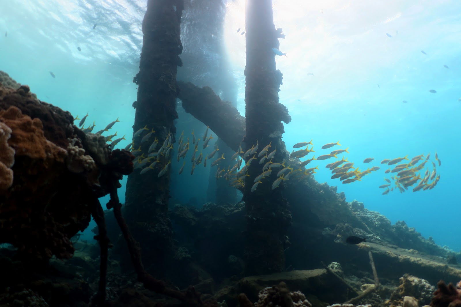 Diving on a Budget in Hawaii - Old Pier