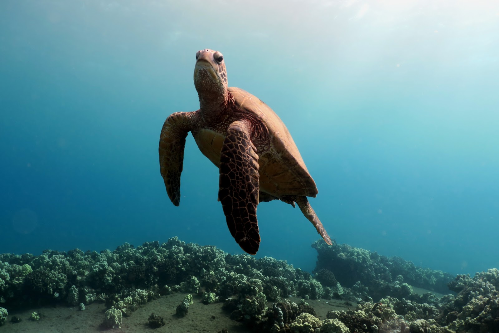 A sea turtle in Hawaii