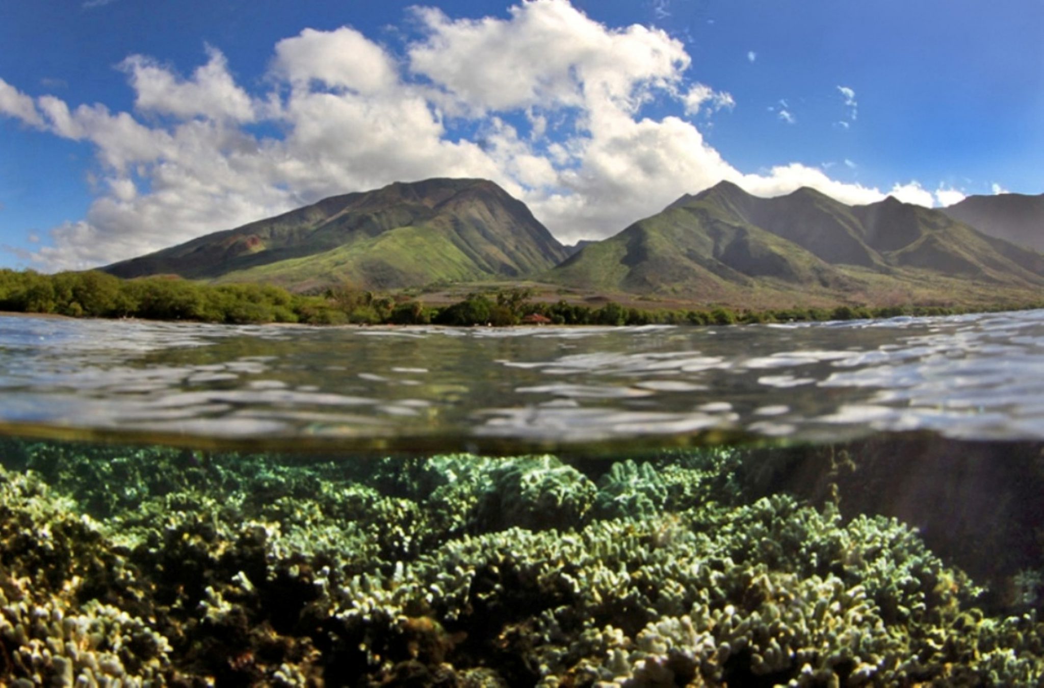 Maui's Olowalu Reef is First Hawaiian Mission Blue Hope Spot