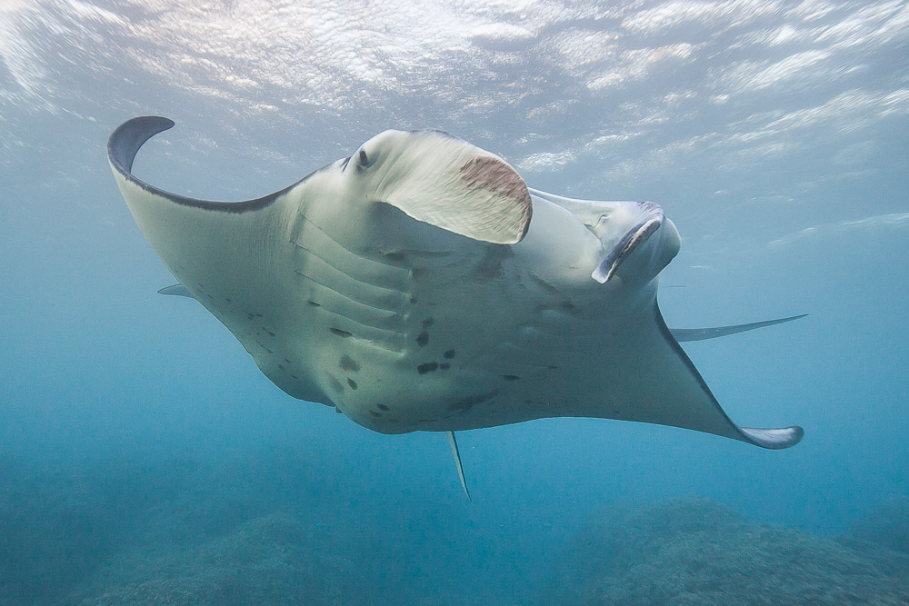 Olowalu Hope Spot Mission Blue - Photo: Pauline Fiene