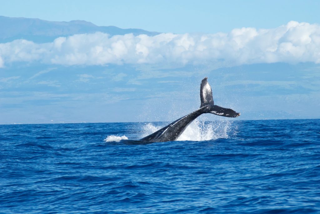 Olowalu Hope Spot Mission Blue - Photo: Pauline Fiene