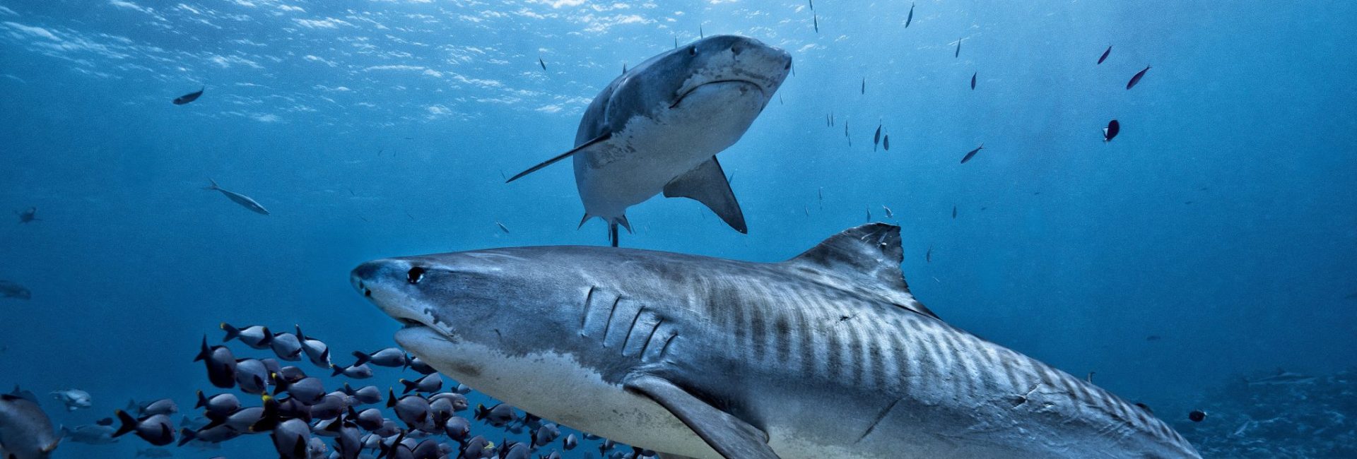 The Best Locations To Dive With Sharks By Species