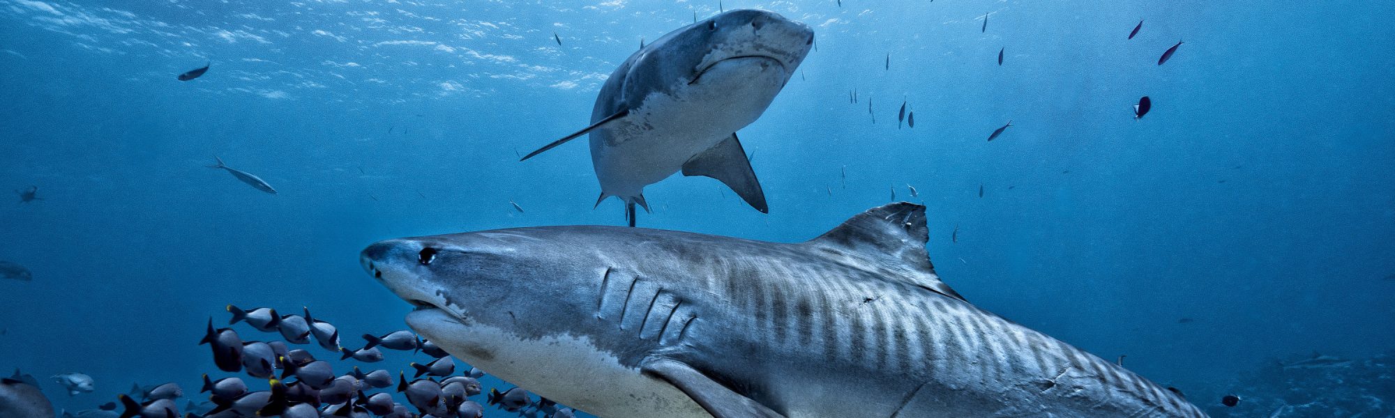 The Best Locations To Dive With Sharks By Species