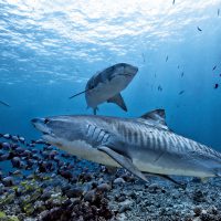 Tiger Sharks Hawaii Shutterstock