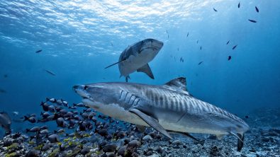 Tiger Sharks Hawaii Shutterstock