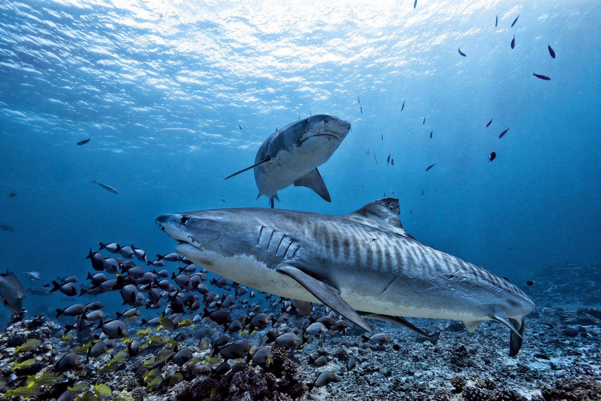 Tiger Sharks Hawaii Shutterstock