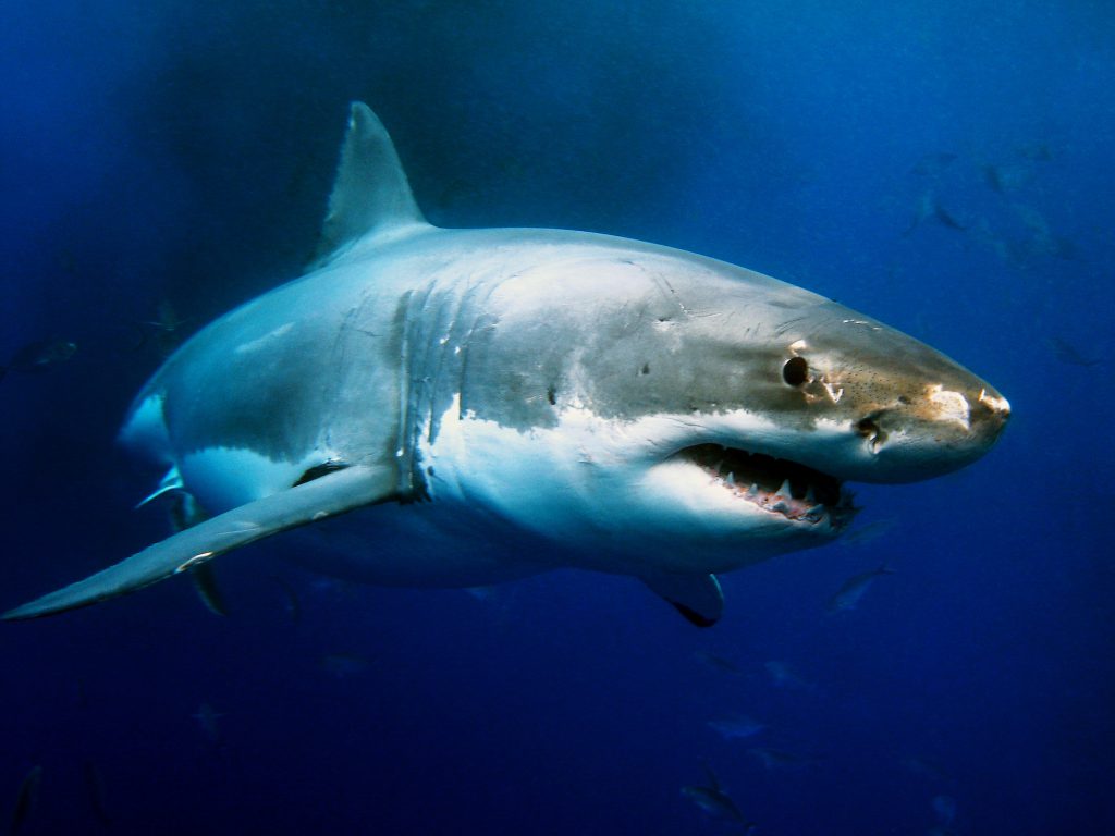 The Best Places to Dive With Great White Sharks